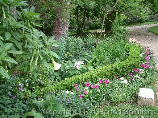 Mixed flowers and hedge 